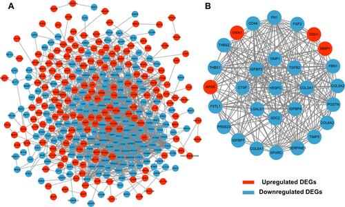 Figure 3 PPI network construction and module analysis. A total of 400 DEGs were visualized in the DEG PPI network (A). Module analysis using MCODE (B). The nodes represent proteins, and the edges represent the interaction of the proteins. Red nodes represent upregulated genes, and blue nodes represent downregulated genes.