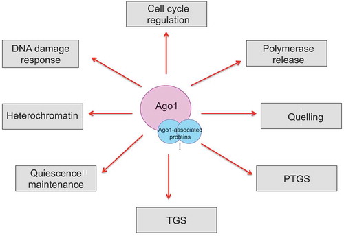 Figure 4. Schematic describing the various cellular roles of Argonaute and its associated proteins.Key wordsCLRC: This cullin-dependent E3 ubiquitin ligase complex consists of Clr4, Rik1, Dos1, Dos2, Stc1 and Cul4. The complex is responsible for placing the methyl marks on histone H3 lysine 9 and forming heterochromatin in the yeast Schizosaccharomyces pombe.CTGS: Co-transcriptional gene silencing is a mechanism of nuclear RNA degradation mediated by RNAiDSBR: Double strand break repair refers to the mechanism by which cells repair DNA double-strand breaks, which are one of the most toxic lesions to a cellHR: Homologous recombination is a template-dependent DNA repair pathway implicated in the repair and tolerance of DSBs.NHEJ: Non-homologous end joining is a template-independent DNA repair pathway implicated in the repair and tolerance of DSBs.PTGS: Post-transcriptional gene silencing is a gene silencing mechanism mediated by RNAi that reduces gene expression by transcript cleavage in the absence of chromatin modificationRDRC: RNA-Directed RNA polymerase Complex consists of the RNA polymerase Rdp1, a putative RNA helicase Hrr1 and polyA polymerase Cid12. This complex catalyzes the formation of double-stranded RNA from single-stranded heterochromatic transcripts by forming phosphodiester bonds between ribonucleotides in an RNA template-dependent fashion.RITS and RISC: RNA interference transcriptional silencing complex is the effector complex of RNAi and contains the Argonaute protein bound to small RNAs. It is also called RNA-induced silencing complex in mammalian cells.RNAi: RNA interference is a silencing mechanism widely employed in eukaryotes that can be characterized by small RNAs that are bound by Argonaute effector proteins and act as specificity factors to target homologous sequences for repressionTGS: Transcriptional gene silencing is a gene silencing mechanism mediated by RNAi that triggers DNA and/or chromatin modifications that leads to transcriptional silencing and heterochromatin formation.