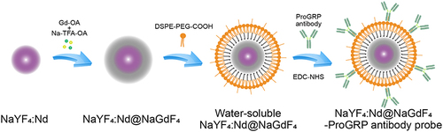Figure 1 The process of preparing the nanoprobe.