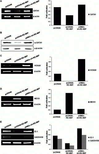 Figure 1.  RE-IIBP represses transcription of leukemogenesis-related genes. (A) mRNA level of GATA1 was regulated by RE-IIBP. K562 cells were transfected with pcDNA6, pcDNA6–RE-IIBP, and pSM2c-sh–RE-IIBP. Total mRNA was isolated from each cells and RT-PCR was performed using GATA1 primers. (B) GATA1 was regulated by RE-IIBP in protein level. Western blot was performed using α-GATA1 antibody in transfected K562 cells. β-Actin was used as a loading control. (C–E) 293T cells were transfected with pcDNA6, pcDNA6–RE-IIBP, and pSM2c-sh–RE-IIBP. RT-PCR was performed using HOXA9, MEIS1, ID-1, and GADD45B-specific primers. β-Actin was used as a loading control. The results are representative of at least two independent experiments. Each graph represents band intensity of target genes compared with β-Actin.