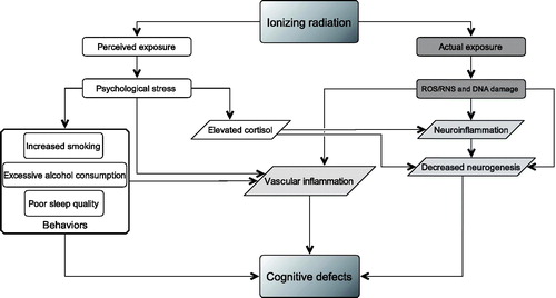 Figure 1. Ionizing radiation (IR) may cause cognitive defects via two broad mechanisms, stemming from perceived and actual exposure. First concerning actual exposure effects (dark gray boxes) observed at high doses (>1.0 Gy) and potentially moderate (0.1–1.0 Gy) and low doses (<0.1 Gy), and second concerning psychological stress effects (white boxes) following perceived exposure at any dose level (≥ 0.0 Gy). Both actual IR effects and psychological stress effects on cognitive function share common mediators such as vascular inflammation, neuroinflammation, and decreased neurogenesis (shown in light gray boxes). Also shown are the mediators of cognitive defects specific to psychological stress, such as elevated cortisol and health-risk behaviors (shown in white boxes). These stress-specific mediators may further exacerbate any possible cognitive defects caused by actual IR exposure.