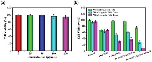 Figure 8. (a) Cell viability tested by MTT assay for Hela cells treated with Fe3O4@PDA@ZIF-90 nanoparticles with various concentrations for 24 h; (b) evaluation of therapeutic effect for Hela cells incubated with different nanoparticles and free DOX with or without treatment under an AMF.