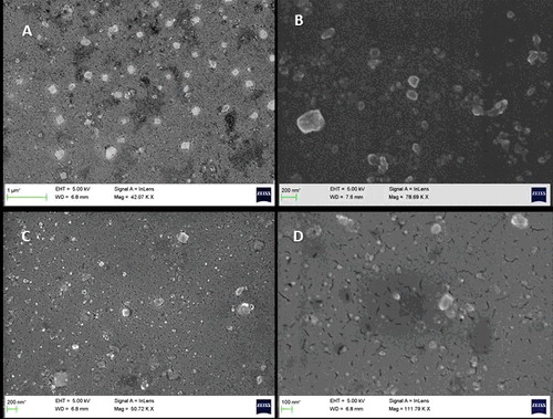 Figure 6. FESEM images of Piroxicam Soluplus Nanoformulations of ratios 2:1 (above) and 1:1 (Below) after 6 hours of milling.