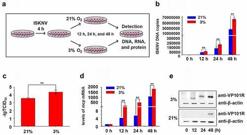 Figure 2. Hypoxia promotes ISKNV replication. (A) Infected cells cultured under hypoxia (3% O2) or normoxia (21% O2). at 0, 12, 24, and 48 h p.i., the total DNA, RNA, protein, and cell lysates were acquired repeated freezing and thawing for three times and isolated for further analyses. (B) Levels of viral genomic DNA were detected via qPCR. (C) Virus titers (TCID50) of the cell lysates acquired by repeated freezing and thawing for three times. (D) Levels of isknv-mcp mRNA were detected via qRT-PCR. (E) Levels of ISKNV VP101R were detected via Western blot.