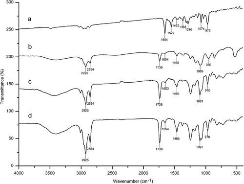 Figure 5. Fourier-transform infrared spectroscopy of astaxanthin (a), astaxanthin-loaded liposomes (b), SPC (c), and physical mixture of astaxanthin and SPC (d).Figura 5. Espectroscopía infrarroja transformada de Fourier de astaxantina (a) liposomas llenos de astaxantina (b), SPC (c) y la mezcla física de astaxantina y SPC (d).