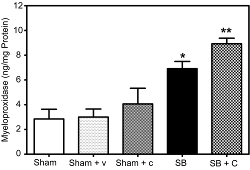 Figure 3.  Effect of NEP antagonist pretreatment on edema: A significant increase (** p = 0.0425) in wet/ dry weight ratios was indicated in NEP antagonist pretreated mice (Checked Bar, SB+C) 48 hr following SB injury compared to animals with SB injury alone. (SB, black filled bar). Wet/ dry weight ratios were also significantly increased (*p = 0.0218) 48 hr following SB injury alone (black filled bar) compared to respective sham animals (open bar). Pretreatment with CGS 24592 alone (Sham + C, speckled bar) caused a slight decrease n wet/ dry weight ratios as compared to respective sham animals pretreated with bicarbonate buffer (Sham + V, dotted bar). Values are means ±SE of at least 6 mice/group.