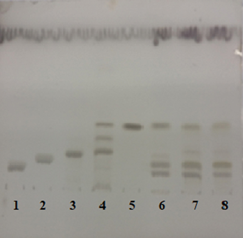 Figure 1. Separation of phospholipids on un-modified HPTLC silica gel 60 plates; 1: sphingomyelin, 2: phosphatydilcholine, 3: phosphatidylserine, 4: phosphatydilethanolamine, 5, 6, 7, 8: total lipid extracts of erythrocytes phosphatidylserine.