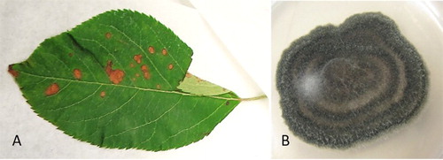 Figure 1. A, Apple leaf with blotch symptoms submitted to PHEL for disease diagnosis; B, a pure culture of a fungus from Alternaria arborescens complex (ICMP 22004, on potato dextrose agar) obtained from infected apple leaf material.