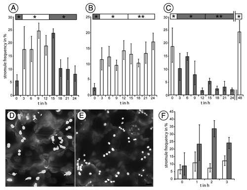 Figure 3. Stromule frequency in epidermal cells of A. thaliana plants expressing FNR-EGFP is dependent upon illumination. The presence of light favors the formation of stromules where in darkness stromule frequency declines slowly until a base level of about 5% is reached. Nevertheless, stromules can be induced by sucrose application in dark-adapted leaves. (A-C) 24-h (h) experiments showing average stromule frequency and the respective 5% confidence intervals. Probes were taken every three hours. The normal 12h/12h day light cycle phases is marked ‘*’ ; extended phases are marked ‘**’. (D) Gray-scale images of epidermal plastids at the end of a normal day showing plastids with stromules, (E) Plastids at the end of a normal night are mainly without stromules. (F) Average stromule frequency and respective 5% confidence intervals for 40 mM sucrose treatment (gray), a prominent inducer of stromules in light adapted leaves, and water treated control (white). Size bar = 5 µm.