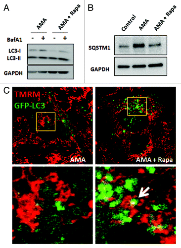 Figure 4. Rapamycin induces autophagy in the presence of AMA in HL-1 cardiomyocytes. (A) Cells were treated with AMA alone or rapamycin plus AMA for 16 h in the presence of DMSO (vehicle) or 75 nM BafA1, added during the final 4 h of incubation. Cells were subsequently lysed and immunoblotted for LC3B. GAPDH is used as a loading control. (B) Cells were treated with vehicle control, AMA or AMA plus rapamycin for 32 h and were subsequently lysed and immunoblotted for SQSTM1. GAPDH is used as a loading control. (C) Cells were transfected with GFP-LC3 plasmid and 24 h after transfection, treated with 1 µM rapamycin or vehicle control for 16 h. Cells were then incubated with 50 nM TMRM for 30 min, followed by treatment with 50 μM AMA. Cells were subsequently imaged using confocal microscopy. Higher magnification images of the boxed areas are shown in the bottom-panels. Arrow indicates mitochondria surrounded by a growing autophagic vacuole. Rapa, rapamycin.