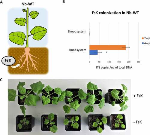 Figure 1. Colonization of Nb-WT by FsK. (A) Schematic representation of the colonization assay. (B) Quantification of fungal colonization in shoot and root system at 2 and 4 wpi. Error bars represent standard error of the mean (SEM). (C) Impact of the FsK in growth of Nb-WT 4 wpi.