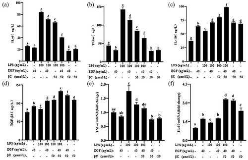 Figure 7. Effect of EGF and β-carotene on LPS-induced inflammation.