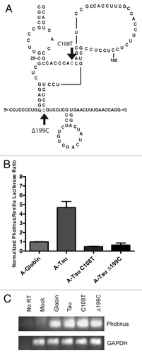 Figure 9. Parkinson's Disease related SNPs eliminate tau IRES activity. (A) Schematic representation of single nucleotide polymorphisms that were made in the tau 5′ leader to ascertain their effect on IRES activity. The first mutation is a C/T transition at nucleotide 108 and the second is a deletion of C199. Both mutations were in vitro transcribed, capped with an A-cap and tailed to test for IRES activity. (B) P/R ratios are reported normalized to β-globin, which was given a value of 1. A-capped transfections were done in the SK-N-SH cell line and performed in triplicate for 4 hrs, (n = 7 ± S.E.M.). (C) Semi quantitative PCR of isolated RNAs from each transfected well. Photinus luciferase and GAPDH specific primers were used to amplify products.