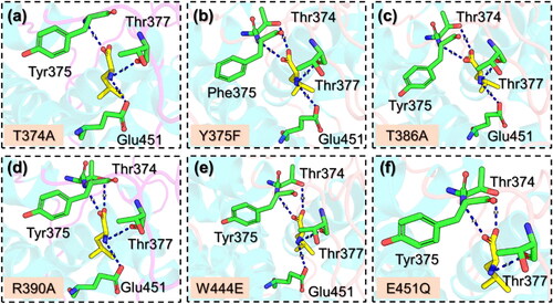 Figure 2. Interaction patterns of Leucine with the mutants of Sesn2. (a) shows the binding pattern of T374A with Sesn2, (b) shows the binding pattern of Y375F with Sesn2, (c) shows the binding pattern of T386A with Sesn2, (d) shows the binding pattern of R390A with Sesn2, (e) shows the binding pattern of W444E with Sesn2, and (f) shows the binding pattern of E451Q with Sesn2. Hydrogen bonds are shown as dotted blue lines.
