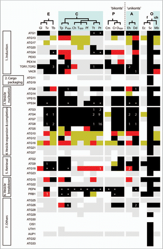 Figure 2 Predicted distribution of ATG orthologues in protists. Modified from Rigden et al.Citation14 BLAST and PSI-BLAST were used to identify sequences in protists that were either homologous or putatively orthologous to known autophagy components. Proteins are grouped according to the stage of autophagy at which they principally function (see Fig. 1). RPS-BLAST and HHSEARCH were used to check the domain composition of identified hits. Putative orthologues were those corresponding to the query by being reciprocal top hits in BLASTs between complete sets of predicted genome-encoded proteins and by bearing similar domain composition. By this definition there can clearly be only a single orthologue per genome. Additional putative paralogues were defined as further protist hits in the same BLAST searches, which also retrieved the query in top place and had appropriate domain composition. Black cells indicate the presence of a putative orthologue identified using a yeast Atg query; red, a putative orthologue identified using a non-yeast ATG query; light grey, homologous sequences detected using a yeast Atg query (but without indications of orthology from reciprocal BLAST results and domain composition; reviewed in ref. Citation14 for details); yellow, homologous sequences detected using a non-yeast ATG query; blank, no homologues detected. Numbers denote additional predicted paralogues in an individual species. The figure, for consistency, comes from a uniform and purely computational analysis, and does not necessarily reflect experimental information. However, experimental data suggest that some of the putative paralogues in this figure have apparently very similar functions to the confirmed orthologues' functions. For example, T. brucei, by this methodological definition, contains one predicted orthologue and three paralogues of S. cerevisiae Tor1/Tor2. Nevertheless, experimental data show that two T. brucei proteins have TOR activityCitation116 and therefore, by some definitions based on functional analysis (see text), may both be considered as orthologues. Asterisks indicate the presence of homologous sequences that could not be reliably predicted as paralogous or not. Accepted relationships within eukaryotic ‘supergroups’ for the protists surveyed here are shown. There are competing hypotheses for how the divergence of these supergroups relates to the root of eukaryotic evolution. The last common ancestor of all eukaryotes has been suggested to have existed at the point of unikont-bikont divergence.Citation199 Alternatively, although molecular and morphological evidence for the monophyly of Excavata exist (e.g., reviewed in ref. Citation60), these data are equivocal and several excavate groups continue to be proposed as extant descendants from the earliest diverging eukaryotic lineage.Citation52,Citation59 Abbreviations for eukaryotic ‘supergroups’: A, Amoebozoa; C, Chromalveolata; E, Excavata; O, Opisthokonta; P, Plantae. Abbreviations for other groupings: ch, choanoflagellates; f, fungi. The choanoflagellates represent the closest known unicellular relatives of animals. Species abbreviations: Ch, Cryptosporidium hominis; Cm, Cyanidioschyzon merolae; Cr, Chlamydomonas reinhardtii; Dd, Dictyostelium discoideum; Ec, Encephalitozoon cuniculi; Eh, Entamoeba histolytica; Gl, Giardia lamblia; Mb, Monosiga brevicolis; Ospp., Ostreococcus species; Pf, Plasmodium falciparum; Pspp., Phytophthora species; Pt, Paramecium tetraurelia; Sc, Saccharomyces cerevisiae; Tb, Trypanosoma brucei; Tp, Thalassiosira pseudonana; Tspp., Theileria species; Tt Tetrahymena thermophila; Tv, Trichomonas vaginalis.