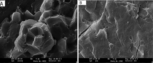 Figure 6 Scanning electron photomicrograph of native (A) and processed rice (B).