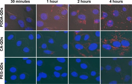 Figure 1 Cellular uptake of various QDs.Notes: Confocal microscopic images showing the cellular uptake of PDDA-QDs, CA-QDs, and PEG-QDs in MDA-MB-231 cells after different incubation time. The nuclei were counterstained by Hoechst 33342. The red fluorescence intensity indicated the level of the internalization of QDs by cells.Abbreviations: CA, carboxylic acid; PDDA, polydiallydimethylammounium chloride; PEG, polyethylene glycol; QDs, quantum dots.