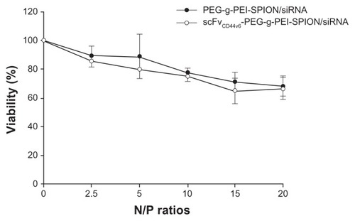 Figure 2 Viability of SGC-7901 cells exposed to PEG-g-PEI-SPION/siRNA and scFvCD44v6-PEG-g-PEI-SPION/siRNA polyplexes for 48 hours at various N/P ratios ranging from 2.5 to 20. Cell viability of targeting and nontargeting polyplexes decreased gradually with increasing N/P ratio. At a higher N/P ratio of 20, cell viability for both groups was still acceptable (over 66%). There was no statistically significant difference between the two groups at individual N/P ratios (P > 0.05). Cell viability is expressed as the mean ± standard deviation of the percentage of absorbance of controls, where 100% equals viability of the control cells. The experiments were carried out in triplicate.Abbreviations: PEG, polyethylene glycol; PEI, polyethyleneimine; SPION, superparamagnetic iron oxide nanoparticles; scFvCD44v6, cancer-associated CD44v6 single-chain variable fragment; SiRNA, small interfering RNA.