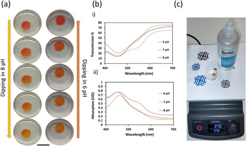 Figure 7. Comprehensive Evaluation of Dye Performance in a Simulated Ocular Environment. Scale bar = 10 mm (a) Progressive colour change in samples cycled through a pH range of 6–8 made of an artificial tear solution (Renu) modified with pH buffers made of the same solution. (b) Transmission and Absorbance spectra at the pH endpoints and the midpoint. (c) Samples on hot plate using tear-like solution, Renu.