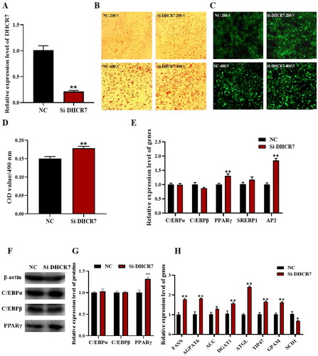 Figure 6. The effect of DHCR7 interference on goat intramuscular adipocyte differentiation. (A) The interference efficiency of DHCR7 in goat intramuscular preadipocytes in NC and Si-DHCR7 groups 48 h post transfection (n = 6), UXT was the internal reference gene to normalize the expression levels. (B) Representative images (200×; scale bar = 50 μm; 400×; scale bar = 20 μm) of oil red O staining of goat subcutaneous preadipocytes. (C) Representative images (200×; scale bar = 50 μm; 400×; scale bar = 20 μm) of mature adipocytes stained with Bodipy. (D) Semi-quantitative assessment of oil red O content absorbance detection at 490 nm in NC and Si-DHCR7 groups 48 h post transfection (n = 6). (E) The mRNA level of the adipocyte differentiation marker genes in NC and OE-DHCR7 groups 48 h post transfection (n = 6), UXT was the internal reference gene to normalize the expression levels. (F) Protein expression of C/EBPα, C/EBPβ and PPARγ in NC and Si-DHCR7 groups 48 h post transfection. β-actin: internal reference gene. (G) Protein expression relative to β-actin was assessed by densitometric analysis. (H) Triglyceride metabolism enzymes in the NC and Si-DHCR7 groups (n = 6), UXT was the internal reference gene to normalize the expression levels. Data were shown as means ± SEM. *Indicates p values <0.05, **indicates p values <0.01.