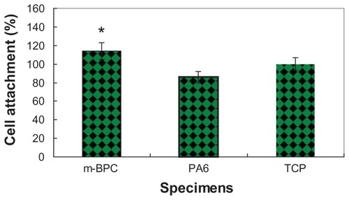 Figure 5 Attachment of MG-63 cells on mesoporous bioactive glass and polyamide composite scaffolds. Polyamide scaffolds and tissue culture plate were used as controls. Cell attachment is compared to the tissue culture plate control (100%).Notes: *Statistical analysis: cell attachment ratio for m-BPC were significantly higher than PA and the control (P < 0.05)Abbreviations: m-BPC, mesoporous bioactive glass and polyamide composite; PA6, polyamide 6; TCP, tissue culture plate.