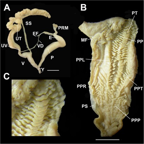 Figure 5. Genital details of Figuladra bayensis (Brazier, Citation1875). A, Genitalia; B, Penis interior; C, Apical penial chamber showing tongue-like pustules forming a weak apical pilaster; A–C, QMMO86659, Mt Biggenden, SEQ. Scale bars = 10 mm.