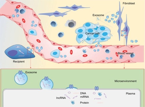 Figure 1 Schematic illustration of the cancer-derived exosome-mediated communication between cancer cell and surrounding or distal recipient.