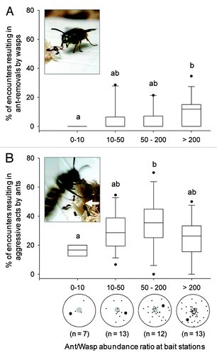 Figure 1. Percentage of ant-wasp encounters resulting in aggressive acts by wasps (A) or ants (B), as a function of the ratio between average ant and wasp abundance at protein baits (n = number of bait stations per ratio category). Box plots show 10th and 90th percentiles (whiskers), 25th and 75th percentiles (boundary of the box), median (line) and outliers (black dots). All data were obtained by videotaping ant-wasp interactions at each bait station for approximately 40 min (see ref. Citation4 for details). Inset pictures show the typical postures of (A) wasps just before picking up an ant and dropping it away from the resource, or (B) ants adopting a threatening posture with wide open mandibles and a drop of acid at the tip of the gaster (white arrow). Below the x-axis of (B) is a schematic representation of ants and wasps (small and large black dots, respectively) when both species were present around the food bait (large gray dot). The proportion of aggressive interactions is relative to the number of passive contacts (contacts that resulted in no response from either species). This proportion differed significantly in both wasps and ants according to the category of ant/wasp abundance ratio (Kruskal-Wallis tests: H = 9.42, p = 0.024 and H = 8.43, p = 0.038; respectively). Different letters indicate a significant difference after a Dunn’s post-hoc test (p < 0.05).
