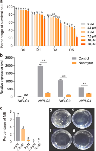 Figure 2. Effects of PLC inhibition on microspore survival, transcription of NtPLCs and embryogenesis induction efficiency. (a) Statistics of the percentage of survival cells with 0–20 μM of neomycin treatment at D0 – D5 stages, respectively. (b) Relative expression levels of NtPLCs with 5 μM of neomycin treatment for 3 days. (Student’s t-test; **P < 0.01). nd, no detected. (c) Statistics of microspore embryogenesis initiation with neomycin treatment at AT3-D6 stage. (d-g) Microspore-derived embryos after 20 d in culture with 2.5 μM (d), 5 μM (e), 7.5 μM (f), and 10 μM (g) of neomycin, respectively. Data are the means ± SD. Letters indicate statistical groups deduced from One-Way ANOVA analysis (Tukey test, P < 0.05) performed on the data.