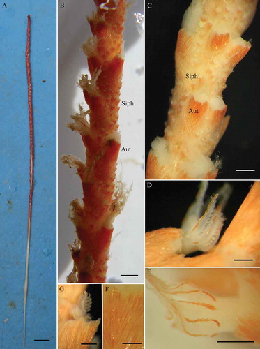 Figure 2. Protoptilum carpenteri Kölliker, 1872 collected in the Santa Maria di Leuca (SML) coral province (Mediterranean Sea): A, whole colony 451 mm long; B, rachis with autozooids (Aut) and siphonozooids (Siph); C, detail of the middle zone of rachis with autozooids and siphonozooids; D, polyp of autozooids; E, sclerites of autozooid polyp; F, autozooid calyx with sclerites; G, detail of polyp tentacle. Scale bars: A, 20 mm; B, C, 2 mm; D, E, 1 mm; F, G, 0.40 mm.