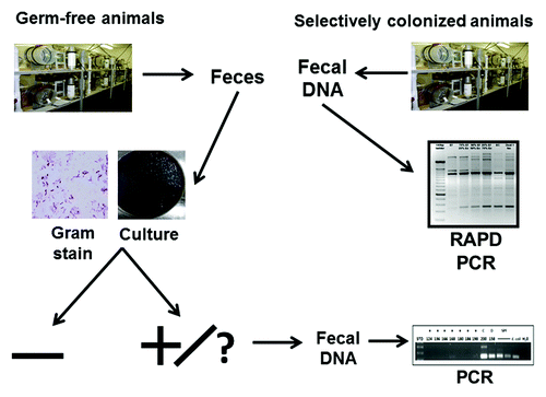 Figure 8. Gnotobiotic unit contamination screening algorithm. The continued use of inexpensive Gram staining and culturing for frequent screening of bacterial contamination of GF animals is recommended. However, when Gram stain or culture results are difficult to interpret or inconsistent, a compromise in a glove, sleeve, or isolator wall occurs, an autoclave malfunction is diagnosed, or a large scale experiment is planned, it is recommended that these PCR and qPCR techniques be used to definitively determine the presence or absence of contamination in GF units. RAPD PCR can be used to screen selectively colonized animals for contamination.