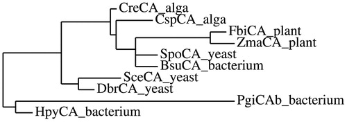 Figure 4. Phylogenetic tree of the β-CAs used in the multi-alignment showed in Figure 3. The tree was constructed using the program PhyML 3.0. Branch support values are reported at branch points. For the legend see Figure 3.