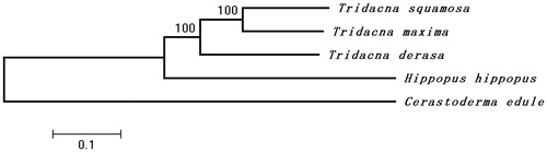 Figure 1. Neighbor-joining phylogenetic tree of Tridacna maxima and four other closely related species based on the complete mitochondrial genomes. GenBank accession numbers: Cerastoderma edule (MF374632); Hippopus hippopus (MG722975); Tridacna squamosa (KP205428); and Tridacna derasa (MG755811).