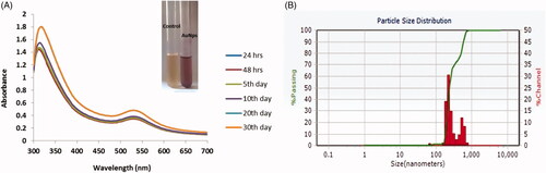 Figure 1. UV–visible spectrum absorption pattern and Dynamic Light Scattering of gold nanoparticles synthesized from Panax notoginseng. (A) UV-visible absorption spectrum of synthesized AuNPs. (B) Dynamic light scattering (DLS) images of AuNPs synthesized from Panax notoginseng and the size of the nanoparticles is 128 nm.