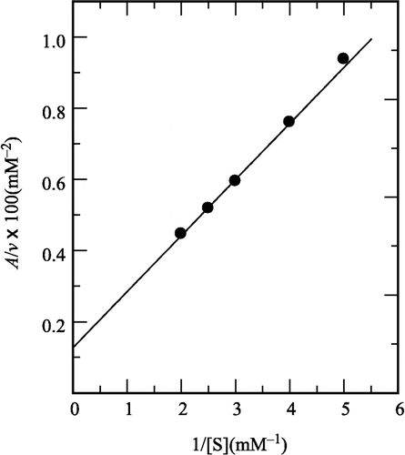 Figure 8 Plot of A/v versus 1/[S]. The values of v and A were obtained from Figures 1 and 7.