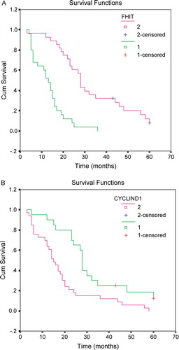 Figure 2.  Survival curves in patients with cholangiocellular carcinoma. (A) Survival curves of patients with FHIT positive expression (pink) and negative expression (green). (B) Survival curves of patients with cyclin D1 overexpression (pink) and negative expression (green).