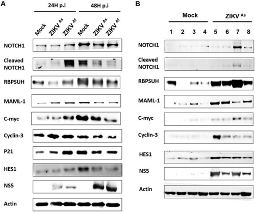 Figure 6. Western blot analysis of Notch pathway regulation in ZIKV infected D0-hNPCs and mouse brain. Cell lysates of mock or ZIKV-infected D0-hNPCs (A) and mock-(lines from 1 to 4) or ZIKVAs-infected (lines from 5 to 8) mouse brain samples (B) were analyzed for Notch1, cleaved Notch1, RBPSUH, MAML-1, C-myc, Cyclin-D3, P21, Hes1, NS5 and β-actin as loading control. Results are representative of three independent experiments.