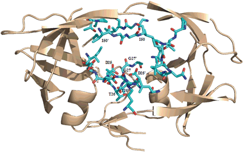 Figure 2.  Ribbon representation of the crystal structure of HIV-1 protease (PDB code: 3OXC). Residues in contact with saquinavir are shown in cyan.