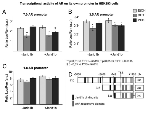 Figure 7. Transcriptional activity of AR by different length AR promoters on HEK 293. The cells were cotransfected with pcDNA 3.1-hJarid1bmyc-his (or the same empty vector), pCMV human androgen receptor, pgL7.0, pgL3.5, and pgL1.8 (coding for AR promoters of differential length). Cells were treated with ETOH, DHT 10–7 M or the PCB mixture 10–7 M. EtOH, ethanol; PCB, polychlorinated biphenils; DHT, dihydrotestosterone; bp, base pair; AhRE, element responsive to AhR; AR, androgen receptor; J: Jarid.