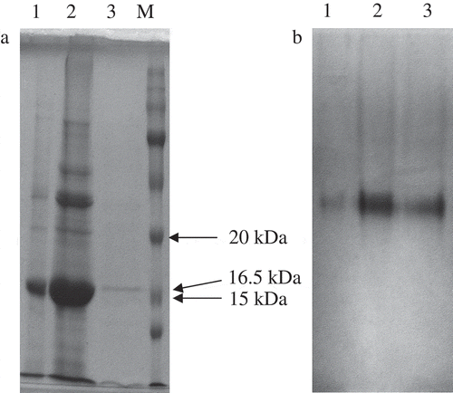 Figure 2. (a) SDS-PAGE of purified D. lotus PPO. Gel stained with Coomassie Brilliant Blue R-250. M: molecular weight marker; 1: crude extract; 2: supernatant obtained after the acetone precipitation step; 3: PPO purified by affinity chromatography. (b) Native electrophoresis of purified D. lotus PPO. Gel revealed with L-DOPA. 1: crude extract; 2: supernatant obtained after the acetone precipitation step; 3: PPO purified by affinity chromatography.