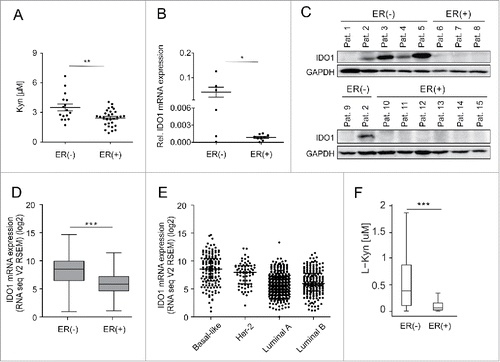 Figure 1. Serum Kyn and tumoral IDO1 expression are lower in ER-positive than ER-negative breast cancer patients. (A) Sera obtained before initial surgery showed significantly lower Kyn concentrations in untreated ER-positive (n = 30) compared with untreated ER-negative breast cancer patients (n = 16, Student's t-test **p < 0.01). (B) In line, IDO1 mRNA normalized to GAPDH (Student's t-test *p < 0.05) and (C) IDO1 protein expression were higher in ER-negative (n = 6) than ER-positive (n = 9) frozen breast cancer samples from distinct patients. (D) TCGA data of breast invasive carcinoma confirm decreased IDO1 expression in ER-positive compared with ER-negative breast cancer tissue (ER(+) n = 343, ER(−) n = 99, Mann–Whitney U test ***p < 0.001). (E) Reduced IDO1 mRNA expression is observed in the ER-positive luminal compared with the mainly ER-negative Her-2 enriched and basal-like intrinsic breast cancer subtypes based on PAM50 classification, (basal-like n = 141, Her2-enriched n = 67, luminal A n = 423, luminal B n = 192). (F) In accordance with a decrease in IDO1 expression a model of Trp metabolism based on TCGA expression data of breast invasive carcinoma predicted lower Kyn concentrations in human ER-positive compared with ER-negative breast cancer (ER(+) n = 311, ER(−) n = 103, ***p < 0.001). Box plots represent the medians and the 75% and 25% percentiles. Whiskers extend to min and max values.