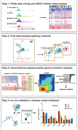 Figure 1. Broad study overview. The overall design of this study has been summarized in 4 steps. We first performed an extensive meta-analysis of public microarray datasets that involved treatment of diverse human cell types with various pharmacological HDAC inhibitors (Step 1). Network analysis was used to broadly profile the pathways altered by HDAC inhibition (Step 2). Of note, we identify consistent changes to the immune system, cell cycle, and signaling pathways. Transcription factor analysis identified EP300 as a key regulator of genes involved in immunity, lipid metabolism, trafficking and insulin receptor signaling following HDAC inhibition (Step 3), pathways that are dysregulated in diabetic vascular disease. Next, we performed ex vivo validation in a diabetic disease model to explore the therapeutic potential of HDAC inhibitors (Step 4).