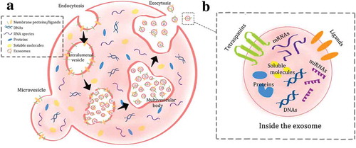 Figure 1. Biogenesis and release of extracellular vesicles, both microvesicles and exosomes (A). The contents of the exosomes are shown as well (B).