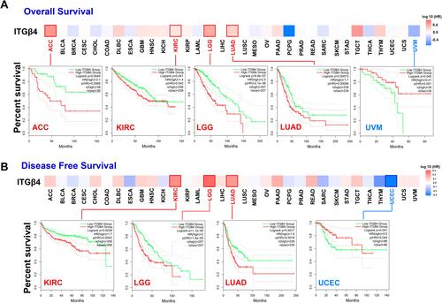 Figure 3 Association between ITGB4 gene and survival of cancer in TCGA. Based on the GEPIA2 tool, we conducted overall survival (A) and disease-free survival (B) analyses in different tumors in TCGA by ITGB4 gene expression. The survival map and Kaplan–Meier curves with positive results are provided.