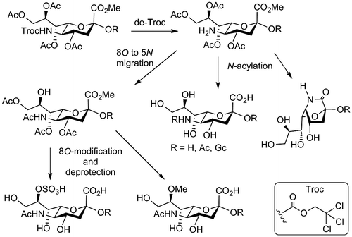 Fig. 2. Efficient conversion to sialic acid congeners for N-Troc-sialoside.