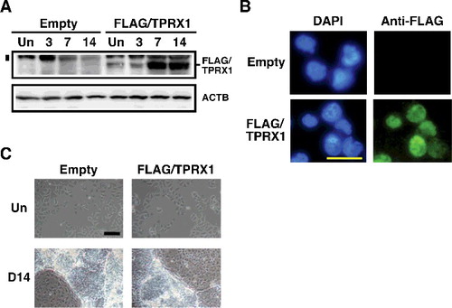 Figure 3. Enforced expression of TPRX1 protein in NT2/D1 cells. (A) Expression of FLAG-tagged TPRX1 protein (Mr, 53 kDa) in NT2/D1 cells (FLAG/TPRX1) was analyzed by Western blotting. ACTB (also known as β-ACTIN; Mr, 42 kDa) is indicated as a loading control. The numbers over the bands indicate the culture period (days) after the induction of differentiation. NT2/D1 cells transfected with an empty vector (pMN1Pur as a control) are indicated as ‘Empty.’ Un, undifferentiated state. A vertical bar on the left side of the FLAG/TPRX1 panel indicates the position of non-specific signals. (B) Subcellular localization of FLAG-tagged TPRX1 protein in TPRX1 transfectants. FLAG-tagged TPRX1 was detected using fluorescein isothiocyanate (FITC)-labeled secondary antibodies. Cell nuclei were detected using 4′,6-diamidino-2-phenylindole (DAPI). Scale bar, 50 µm. (C) Cell morphology of NT2/D1 transfected cells in an undifferentiated state (Un) and following a 14-day culture period after the induction of differentiation (D14). Scale bar, 100 µm.