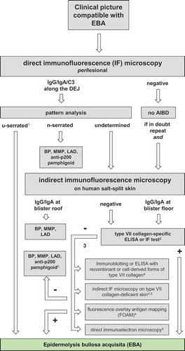 Figure 12. Diagnostic pathway for EBA.1even when the diagnosis of EBA can be made based on an u-serrated pattern, detection of serum anti-type VII collagen antibodies is recommended; 2commercially available; 3depending of availability; positivity in any of the 4 assays will allow diagnosis of EBA; 4only available in specialized laboratories; 5from patients with dystrophic epidermolysis bullosa; 6bullous pemphigoid (BP), predominant IgG reactivity by direct and/or indirect IF microscopy, no floor binding by indirect IF microscopy, and no predominant mucosal involvement; mucous membrane pemphigoid (MMP), predominant mucosal involvement, when floor binding by indirect IF microscopy, laminin 332 reactivity needs to be analyzed; linear IgA diseases (LAD), predominant IgA reactivity by direct and/or indirect IF microscopy; anti-p200 pemphigoid, reactivity with the p200 protein and/or laminin γ1 [Citation4].