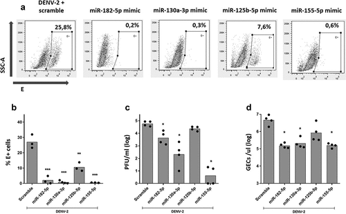Figure 6. Over-expression of miR-182-5p, miR-130a-3p, and miR-155-5p inhibit DENV-2 replication in MDMs. MDMs were transfected either with a miRNA scrambled negative control or with an anti-sense specific miRNA. 24 hours later, cells were infected with DENV-2 at an MOI of 5 and, at 24 hpi, the percentage of DENV-2-infected MDMS was evaluated by the staining of the viral envelope protein (e) and detected by flow cytometry (a, b). Viral replication was evaluated at 24 hpi by the quantification of infectious viral particles using plaque assay (c) and by the quantification of the genomic equivalent copies using RT-qPCR (d). Figures represent four individual experiments. Differences were identified using a Kruskal–Wallis test with a 95% confidence interval was used (***p < 0.001, **p < 0.01, *p < 0.05).