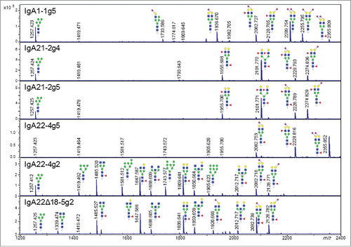 Figure 4. MALDI-TOF MS analysis of N-glycans from IgA1-1g5, IgA21-2g4, IgA21-2g5, IgA22-4g5, IgA22-4g2 and IgA22Δ18-5g2 purified as described in Figure 2 analyzed in positive mode. The diagrams indicate peaks with S/N of >10 in the range of m/z 1200-2400. Blue square indicates N-acetylglucosamine; red triangle, fucose; green circle, mannose; yellow circle, galactose; purple diamond, N-acetylneuraminic acid. Linkage positions of sialic acid residues are indicated by differing angles.Citation38