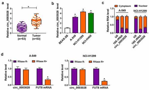 Figure 1. Circ_0003028 was elevated in NSCLC tissues and cells. (a) RT-qPCR assay was applied to determine the expression level of circ_0003028 in 53 pairs of NSCLC tissue samples and adjacent normal tissues. (b) Circ_0003028 level was detected in normal human bronchial epithelial cell line (BEAS-2B) and lung cancer cell lines (A-549, NCI-H1299, and NCI-H460) by RT-qPCR assay. (c) The cellular localization of circ_0003028 in A-549 and NCI-H1299 cells was analyzed by Subcellular fractionation assay. (d) The levels of circ_0003028 and linear FUT8 mRNA were assessed in A-549 and NCI-H1299 cells treated with or without RNase R by RT-qPCR assay. *P < 0.05